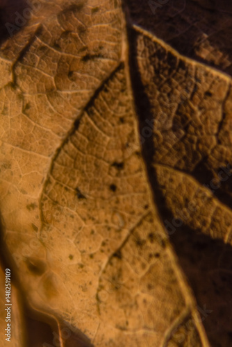 dry leaf close up