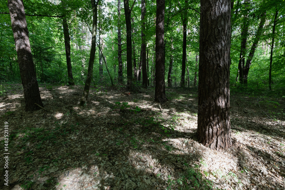 Obraz premium Sunlit Forest Scene with Trees and Shadows