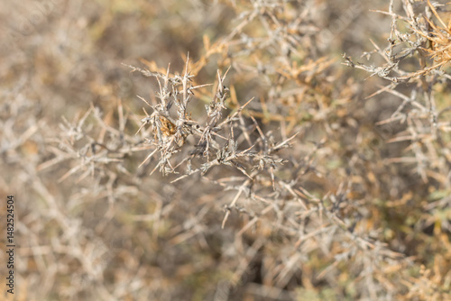 Barbed Branches Present A Harsh Desert Landscape.