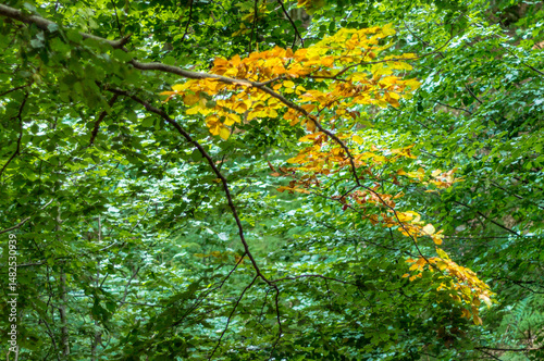 Golden Leaves Reach Toward The Summer Sky.