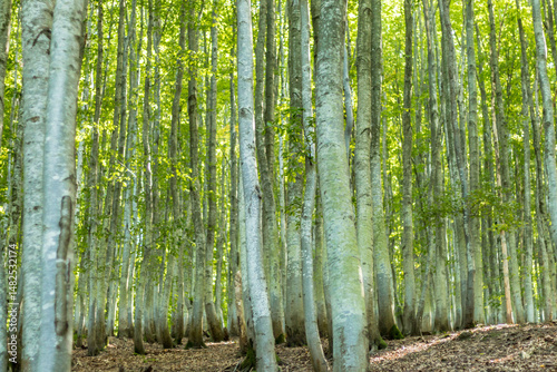 beech forest in the Carpathians..