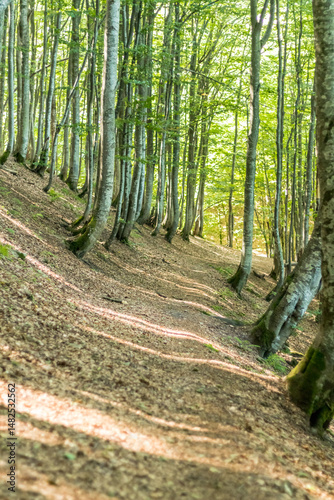 beech forest in the Carpathians..