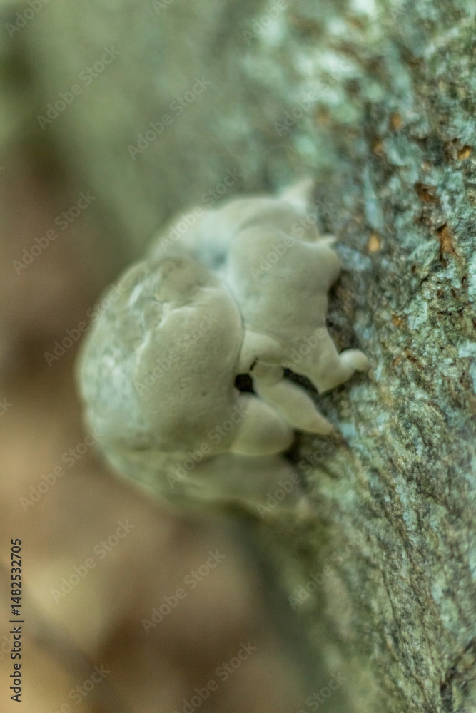 fungus in the form of a growth on a tree.. fungus in the form of a growth on a tree..