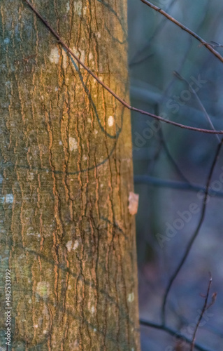 Golden Tree Trunk Displays Natural Texture.