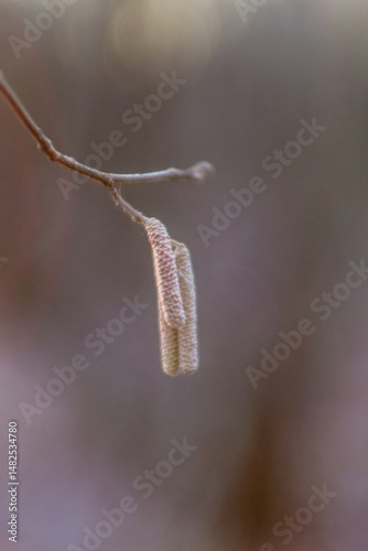 Delicate Branch Holds Promise Of Spring Growth.