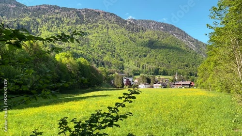 Green alpine meadow on a sunny day.
