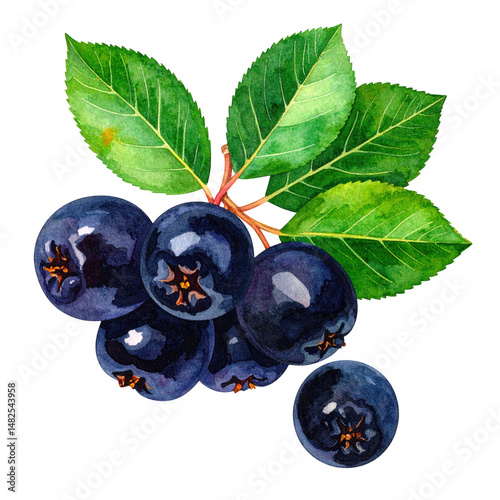 Luscious watercolor painting of ripe aronia berries on the branch with vibrant green leaves isolated transparent background