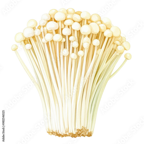 Fresh Golden Enoki Mushrooms Closeup Studio Shot Gourmet Culinary Ingredient Edible Fungi