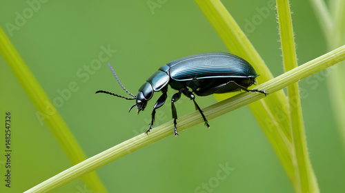 beetle climbs the frail  stems trying to fly and fall