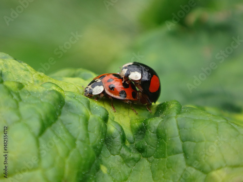Harlequin ladybird beetle, also known as multicoloured Asian lady beetle, (Harmonia axyridis), mating pair, f. succinea (female) and f. spectabilis (male)