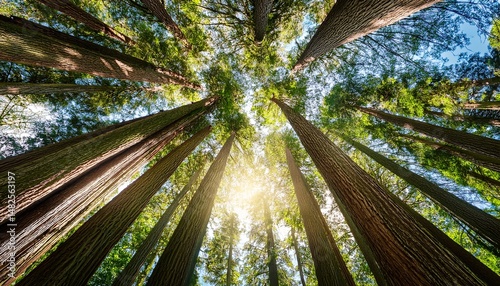 Redwood Canopy: Sunlight Through Ancient Giants
