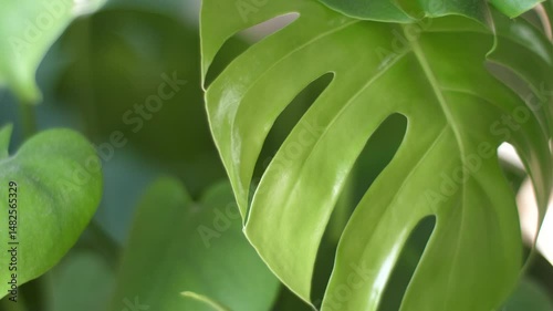 Close up view of monstera leaves, one freshly grown leaf and other leaves old and dusty