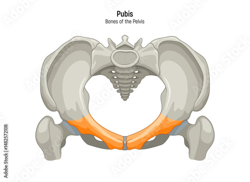 Pubis. Pelvis anatomical skeleton structure vector illustration diagram. Medical education scheme
