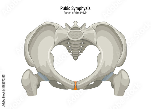 Pubic symphysis. Pelvis anatomical skeleton structure vector illustration diagram. Medical education scheme