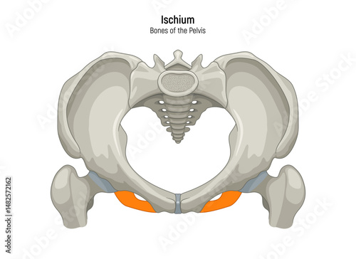 Ischium. Pelvis anatomical skeleton structure vector illustration diagram. Medical education scheme