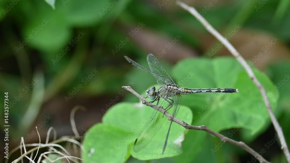 Diplacodes trivialis dragonfly. It is a species of dragonfly in the family Libellulidae. It is small dragonfly with bluish eyes. Its other names chalky percher and ground skimmer. Slow motion video. Diplacodes trivialis dragonfly. It is a species of dragonfly in the family Libellulidae. It is small dragonfly with bluish eyes. Its other names chalky percher and ground skimmer. Slow motion video.