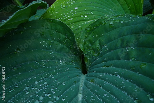 Hosta plants in the rain with water droplets forming on the top.  Bright green plants in the rain.  Tropical green plants with water forming into droplets.