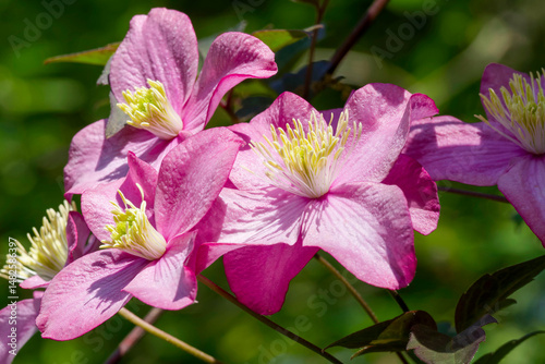 Clematis montana) Magnificent spring flowering of mountain clematis in clusters with oval, lilac-pink star-shaped petals on a center with long yellow stamens
