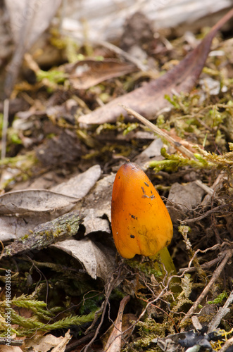 Photos Witch's hat Hygrocybe conica on the floor of a laurel forest