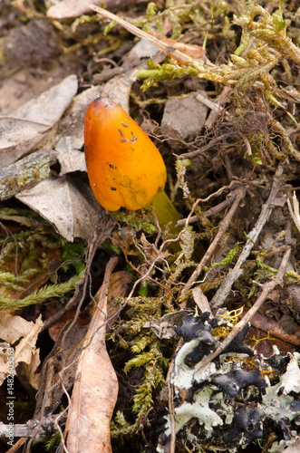 фотографія Witch's hat Hygrocybe conica on the floor of a laurel forest