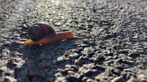 A lone snail crawls slowly on sunlit terrain, evoking patience and calm. Harsh daylight and soft motion blend to create a quiet moment