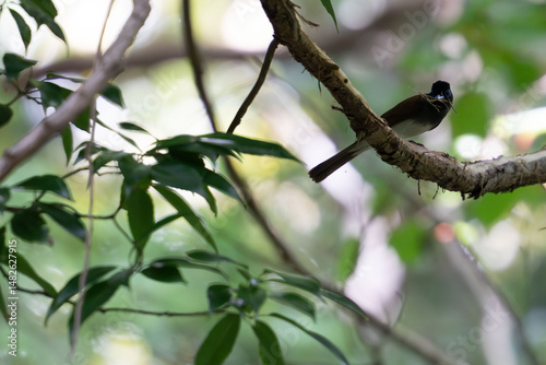 japanese paradise flycatcher