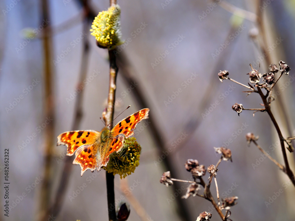 Wiosenny Rusałka ceik (Polygonia c-album L.) na kwitnących kwiatostanach wierzby