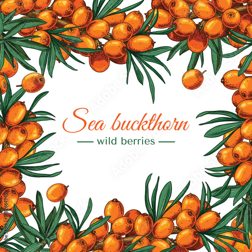 Frame of sea buckthorn berries and leaves on an isolated background. Free space for text.
