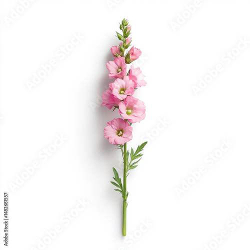 A single larkspur stem with soft pink flowers and delicate texture on white background