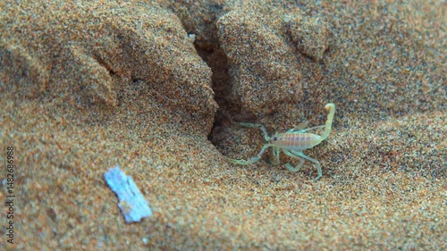 Close-up of a scorpion near its burrow on desert sand. Natural tones and fine sand texture highlight the harsh habitat.