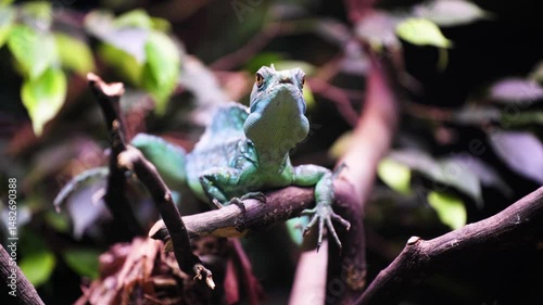 A green lizard crawls along the branches of a tree. Camouflage of reptiles in nature.