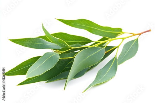 Wallpaper Mural Eucalyptus branch with green leaves isolated on a white background shows natural beauty Torontodigital.ca
