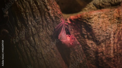 A bat in a cave hangs upside down and eats food. The bat hunted prey.