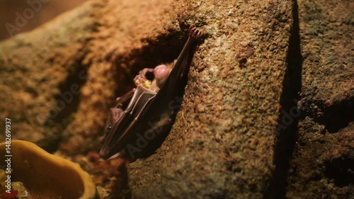 A bat in a cave hangs upside down and eats food. The bat hunted prey.