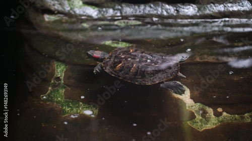 A water turtle descends into the water to swim. A reptile with a shell on the hunt. A turtle swims in the water.