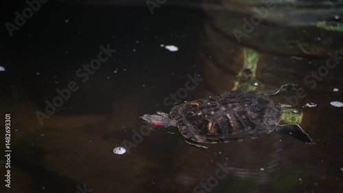 A water turtle descends into the water to swim. A reptile with a shell on the hunt. A turtle swims in the water.