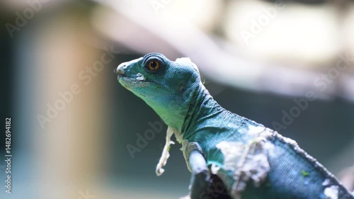 A green lizard crawls along the branches of a tree. Camouflage of reptiles in nature.