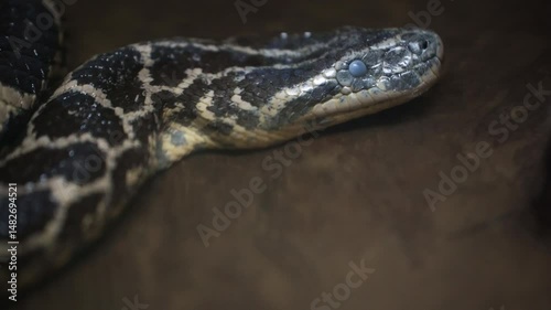 A python sheds its skin by crawling along the branches of a tree. reptiles, creeping.