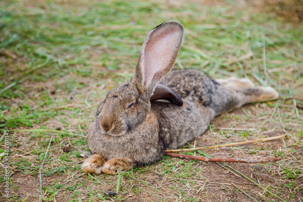 Fototapeta premium Rabbit lying peacefully with eyes closed on a grass-covered area, embodying relaxation and tranquility
