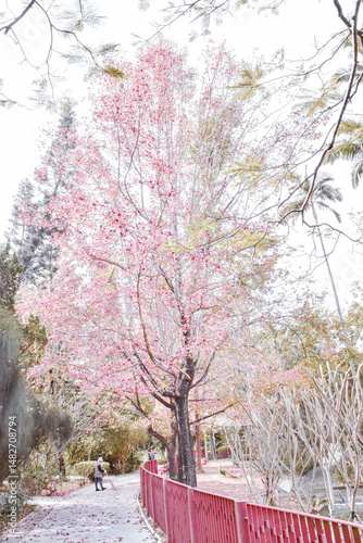 Photography Yeung Siu Hang Garden, Tuen Mun, New Territories, Hong Kong - 7, January, 2025: Pink leaves in Hong Kong