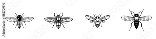 Vector illustration of four distinct bee types showcasing their unique features and characteristics for educational use