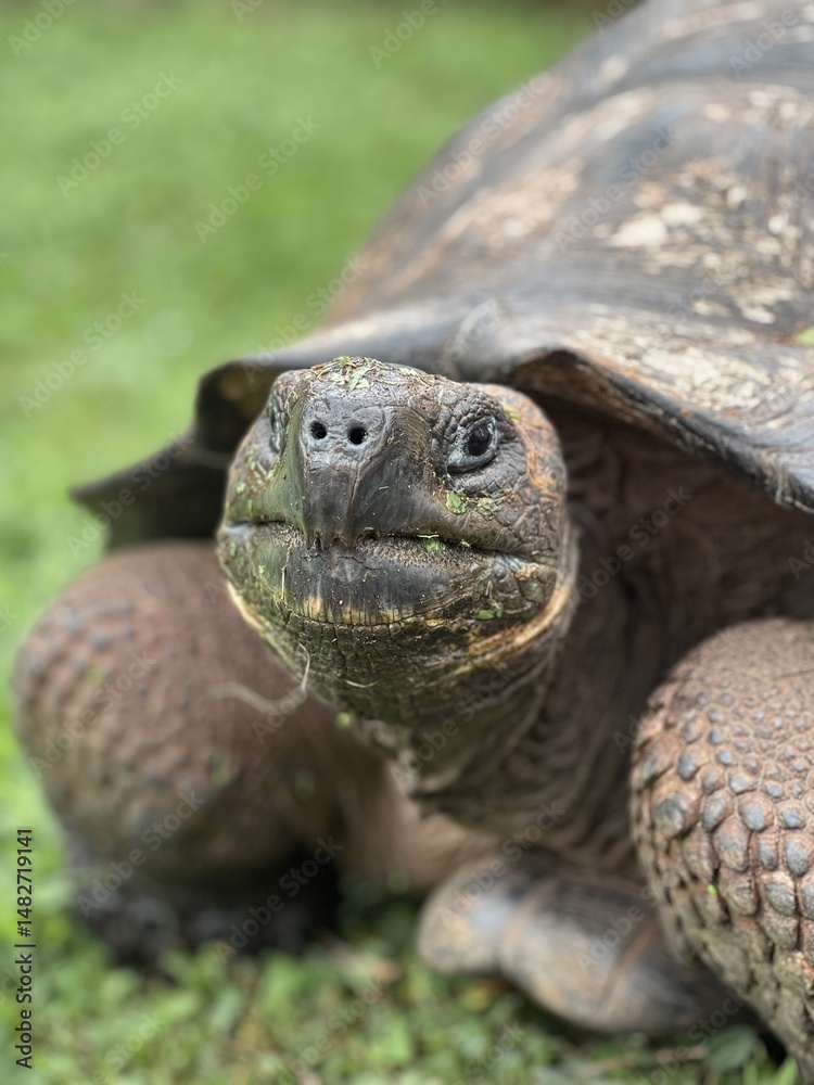 Obraz premium Galapagos turtle portrait