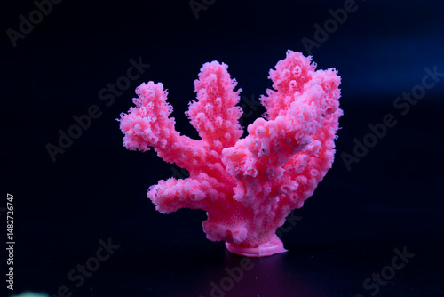 Fototapeta Naklejka Na Ścianę i Meble -  red coral in a black background