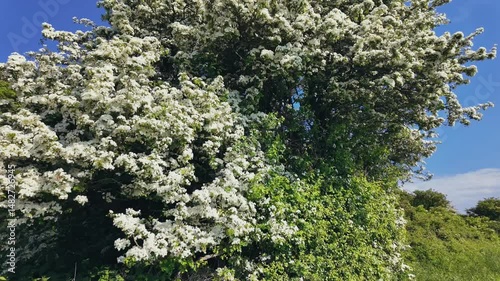 Trees shaped by wind and flowering bushes under blue sky in natural landscape