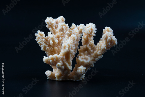 Fototapeta Naklejka Na Ścianę i Meble -  coral on black background