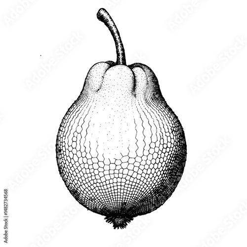 Vintage black ink sketch of ripe monstera deliciosa fruit with hexagonal pattern, close-up view  
