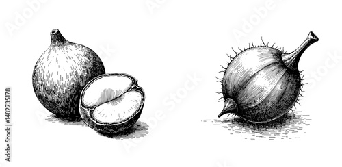 Vintage black ink sketch of whole and sliced betel nut close-up view  
