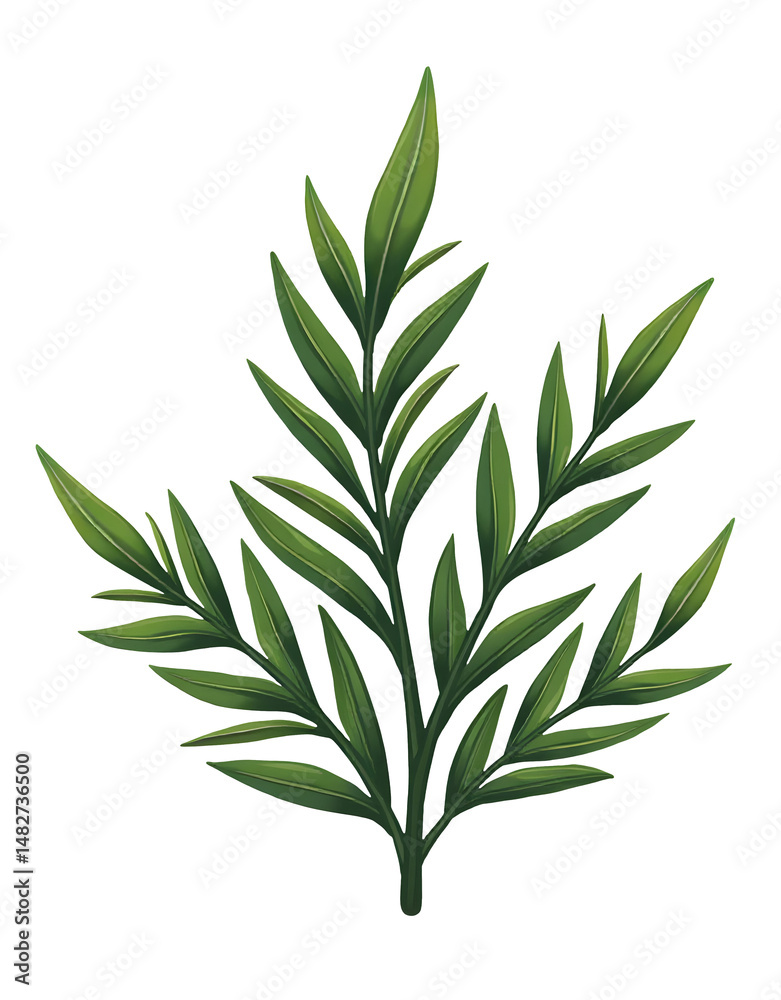 Fototapeta premium Green rosemary herb leaves with fresh natural texture and healthy growth,cut out