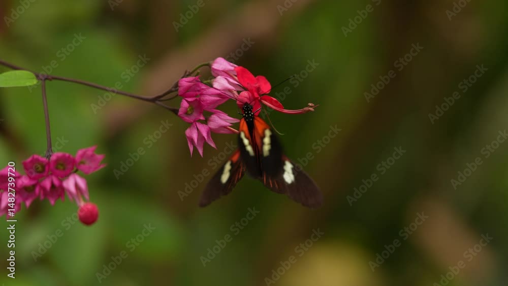 Heliconius melpomene, the postman butterfly mating love from Costa Rica. Black and orange butterfly on the green leaves in the tropic forest. Sunny day, wildlife nature. Beautiful insect in jungle.