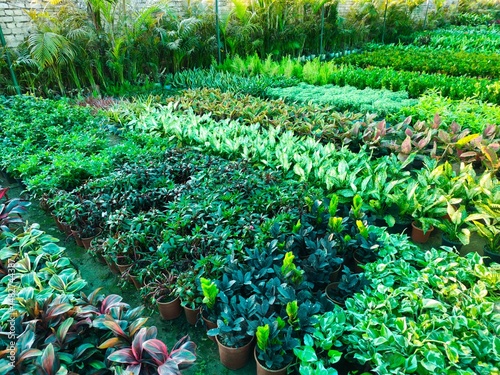 Green plants in the nursery